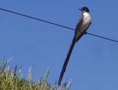 Fork-tailed Flycatcher